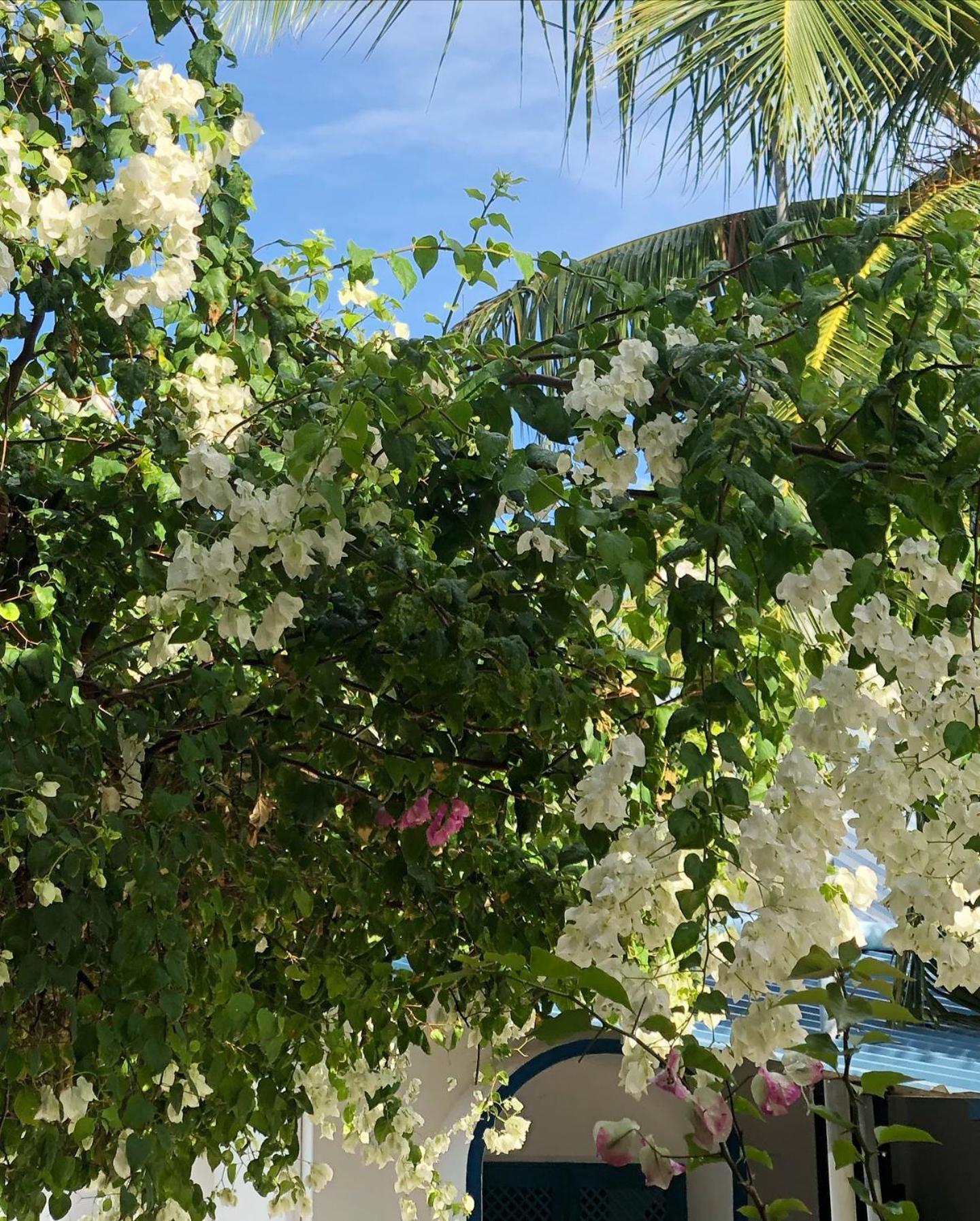 Kudhi Boli Beach House Thulusdhoo Esterno foto